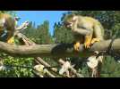 Canicule: au zoo de Thoiry, des glaçons 