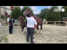 Concours départemental cheval de trait breton Lamballe
