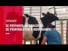 Fête de l'agriculture 2023 - Préparer un concours de Prim'Holstein