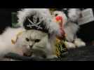 Dans le Massachusetts, un concours de déguisements pour maîtres et chats