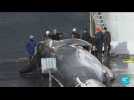Chasse à la baleine : feu vert de l'Islande, après deux mois de suspension, l'exécutif l'autorise à nouveau