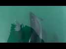 Dieppe. Des dauphins escortent un bâteau dans la Manche
