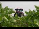 Agriculture : le Canada se tourne vers l'édition génomique des grains
