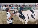 Foire agricole d'Hazebrouck : La meilleure génisse du concours Prim'Holstein 2023 est élue