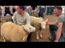Foire de Sedan: les moutons Texel prêts pour leur concours agricole