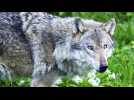 La Commission européenne va réexaminer le statut de protection des loups