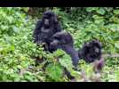 VIDEO. Rwanda : à la rencontre des gorilles du Rwanda