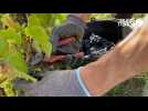 VIDEO. Coup d'envoi des vendanges dans le vignoble de Nantes