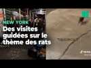 À New York, il existe désormais des visites guidées sur le thème des rats