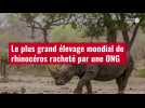 VIDÉO. Le plus grand élevage mondial de rhinocéros racheté par une ONG