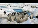 Les poussins de manchots empereurs, premières victimes de la fonte de la banquise en Antarctique