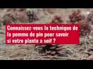 VIDÉO.Connaissez-vous la technique de la pomme de pin pour savoir si votre plante a soif ?