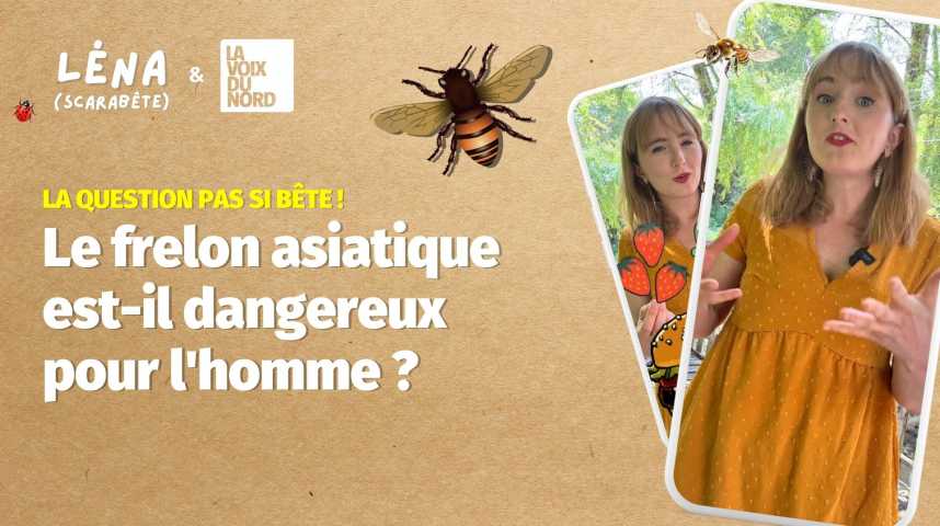 Le frelon asiatique est-il dangereux pour l'homme ? Que faire si j'en