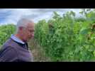 Jean-Charles Dubreucq, agriculteur et producteur de vin à Maresquel, détaille les secrets de sa production