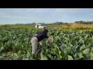 Marais de Saint-Omer : on teste les nutriments naturels comme alternative aux produits phytosanitaires pour la culture du chou-fleur