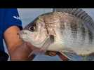 Dieppe. Ce pêcheur sportif enchaîne les records de prise de gros poissons