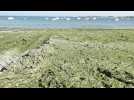 Guissény : La plage du port du Curnic fermée pour cause d'algues vertes