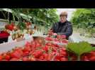 Récolte des fraises à Caullery