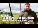 Une houblonnière de 16000 plants aux portes de Reims