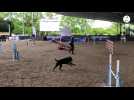 VIDEO. Les meilleurs chiens du monde réunis en concours d'agility près de Rennes