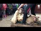 VIDÉO. Les moutons de la Bintinais font tomber la laine