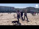 VIDÉO. 150 « marcheurs » réclament que les plages de Plérin restent accessibles aux animaux