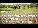 Champagne : découvrez Essentia, le conservatoire des cépages de Moët & Chandon