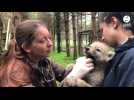VIDÉO. Opération vaccination pour les petits loups arctiques de Legendia Parc à Frossay
