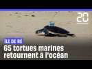 Île de Ré : 65 tortues marines qui s'étaient échouées retournent à leur habitat naturel