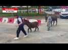 VIDÉO. Mais que font ces ânes dans les rues de Saint-Brieuc ?