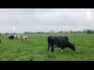 VIDEO. La mise au marais à Picauville (Manche), une transhumance de plaine