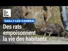Rats à Sailly-Lez-Cambrai