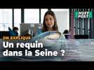 Un requin à Paris comme dans « Sous la Seine », c'est vraiment possible ? Un expert nous répond
