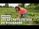 A la découverte des secrets du vin de rhubarbe de Remaucourt