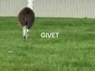 Un lama s'échappe et se balade dans la zone commerciale de Givet