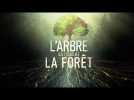 L'arbre qui cache la forêt - Bande-annonce
