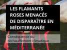 Les flamants roses menacés de disparaître en Méditerranée