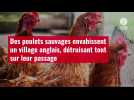 VIDÉO. Des poulets sauvages envahissent un village anglais, détruisant tout sur leur passa