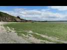 Algues vertes : 90% des échouages sont en baie de Saint-Brieuc