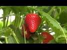 Oise : la saison des fraises s'annonce bonne