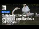 Cinq des six bébés cygnes du parc Barbieux de Roubaix ont disparu