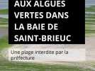 Pollution aux algues vertes dans la baie de Saint-Brieuc. Une plage interdite par la préfecture