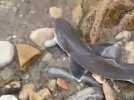 A Hyères, des pêcheurs ont rencontré des requins émissoles