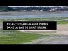 Pollution aux algues vertes dans la baie de Saint-Brieuc. Une plage interdite par la préfecture