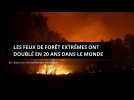 Les feux de forêt extrêmes ont doublé depuis 20 ans dans le monde, selon une étude