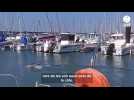 VIDEO. Dauphins dans le port de Pornic et dans l'estuaire de la Loire