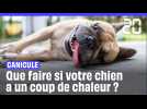 Que faire si votre chien a un coup de chaleur ?