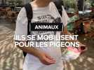 Des militants se mobilisent pour défendre les pigeons à Toulouse