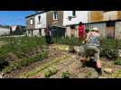 Cultiver le plaisir du potager dans un jardin partagé