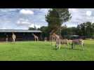 VIDÉO. Au zoo de La Flèche, les girafes prennent leurs marques au sein de la plaine africaine